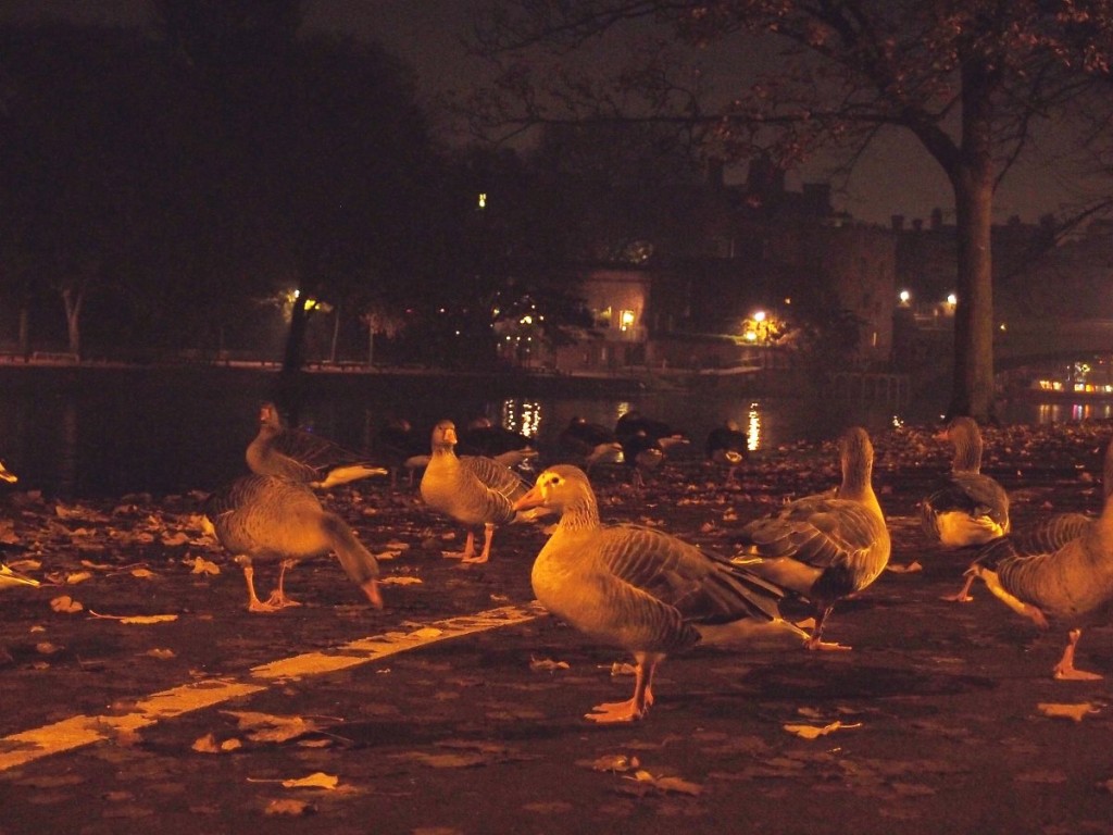 Geese, nighttime, on riverside path